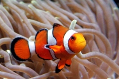 Saltwater Fish