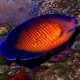 Angelfish-Coral Beauty