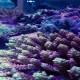 Branching Coral (Acropora)