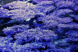 Branching Flower Coral-Blue(Cespitularia)