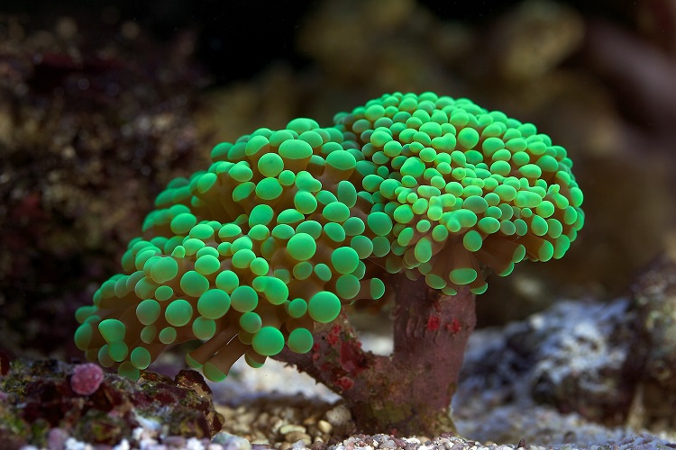 Branching Hammer Coral (Euphyllia Paraancora)