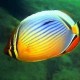 Butterflyfish-Redfin