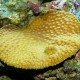 Cabbage Coral (Turbinaria Reniformis)