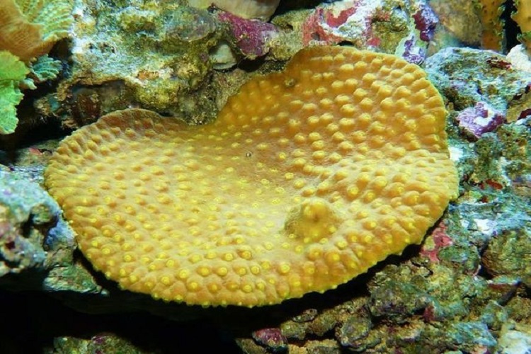 Cabbage Coral (Turbinaria Reniformis)