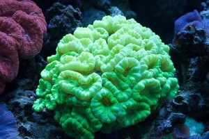 Candy Cane Coral (Caulastrea Furcata)