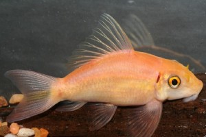Catfish-Golden