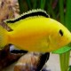 Cichlid - Labidochromis Electric Yellow
