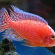 Cichlid - Red Peacock