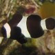 Clownfish-Brown