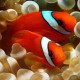 Clownfish-Tomato