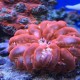 Cushion Coral (Cynarina Lacrymalis)