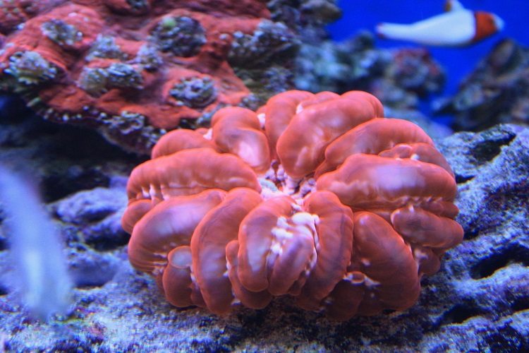 Cushion Coral (Cynarina Lacrymalis)