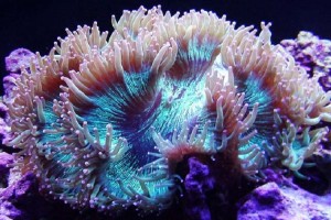 Elegance Coral (Catalahyllia Jardinei)