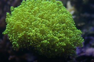 green frogspawn coral