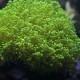 green frogspawn coral
