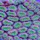 Galaxy Coral Green (Galaxea Fascicularis)