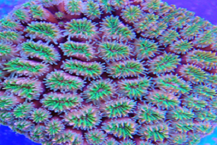 Galaxy Coral Green (Galaxea Fascicularis)