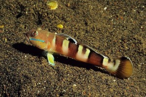 Goby-Broad-Barred
