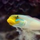 Goby-Gold-Head