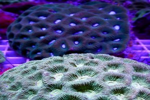 Green Goniastrea Brain Coral