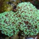 Hammerhead Coral (Euphyllia Ancora)