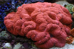 Lobed Brain Coral (Lobophyllia)