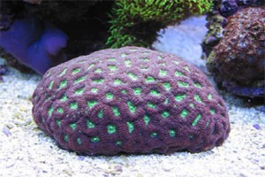 Moon Coral