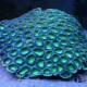 Moon Coral (Favia Species)