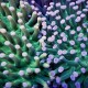 Mushroom Coral-Bright Green