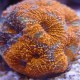 Pineapple Coral (Acanthastrea Echinata)