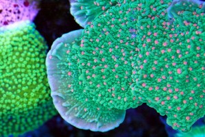 Plate Coral (Montipora species)