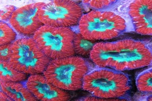 Posy Coral (Blastomussa Wellsi)