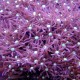 Purple Star Polyp (Pachyclavularia Vioacea)