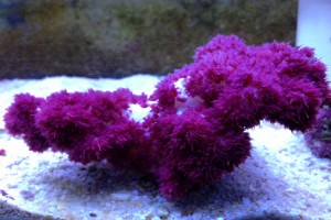Purple Thistle Coral (Dendronephthya)