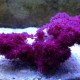 Purple Thistle Coral (Dendronephthya)