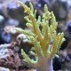 Sinularia Coral