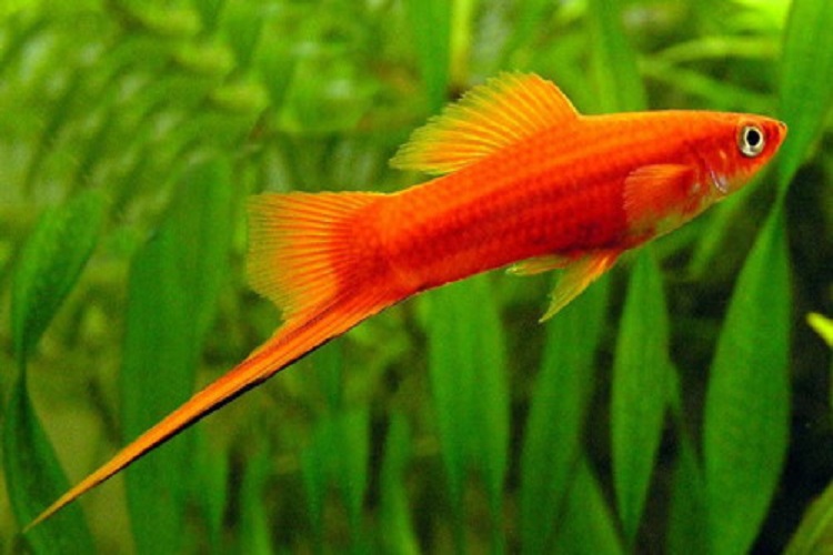 Swordtail