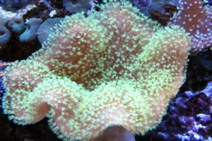Toadstool Coral-Green Polyp