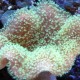 Toadstool Coral-Green Polyp