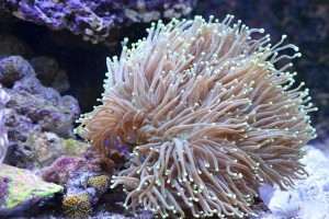 Torch Coral (Euphyllia glabrescens)