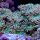 Tree Coral (DuncanopsammiaAxifuga)