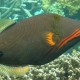 Triggerfish-Orange Lined