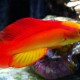 Wrasse-Flame