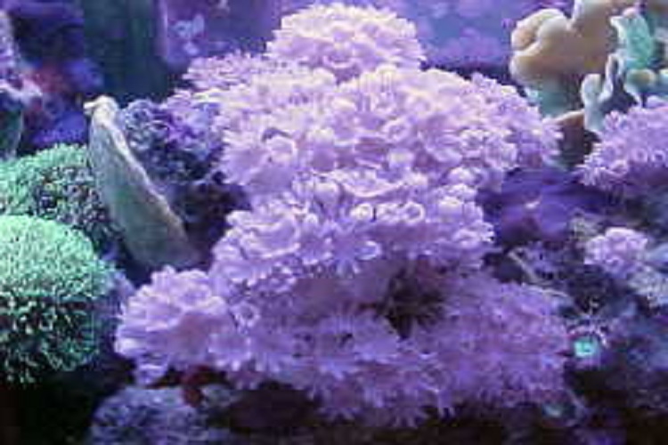 clergerie xenia
