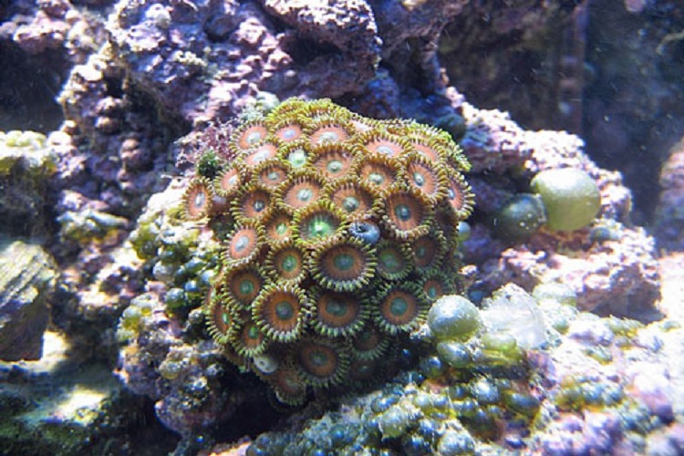 Zoanthid