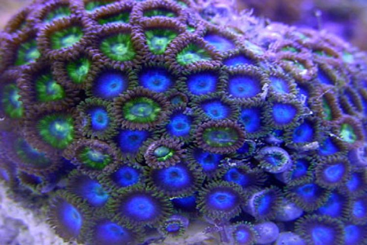 Zoanthids